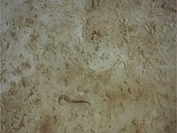 Stamped Concrete Overlay