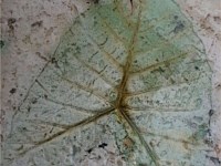 Stamped Concrete Overlay