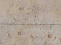Stamped Concrete Overlay